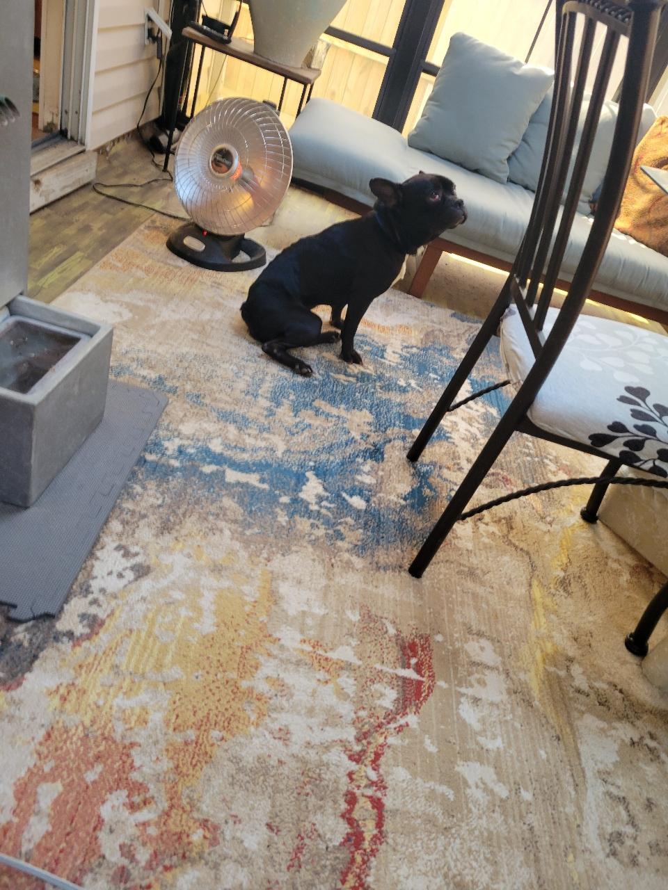 Louie, Adoptable, Young Male French Bulldog.