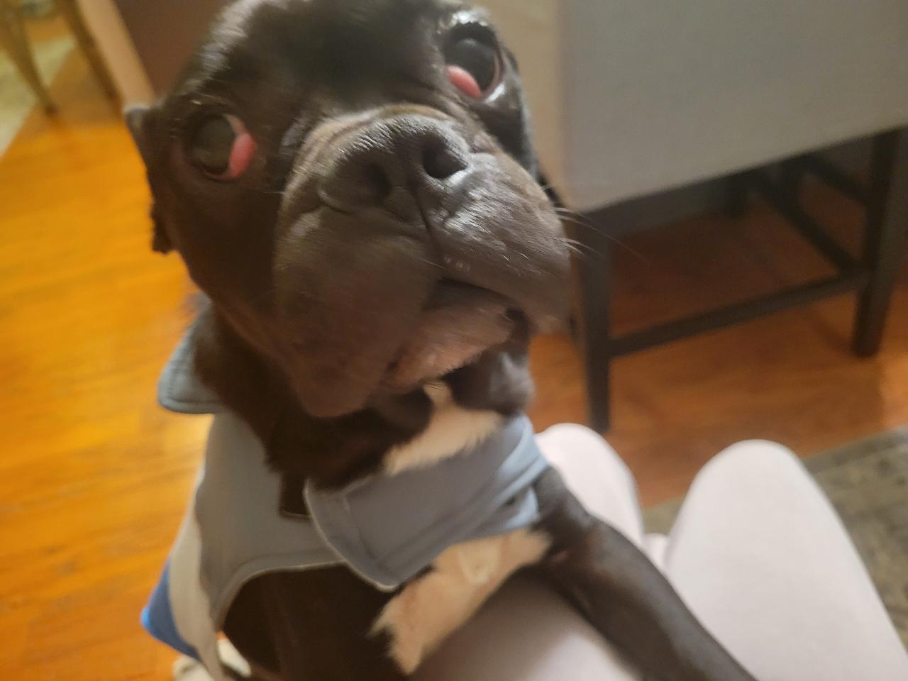 Enlarge Louie, a Adoptable French Bulldog in Jacksonville, AL image 5/6