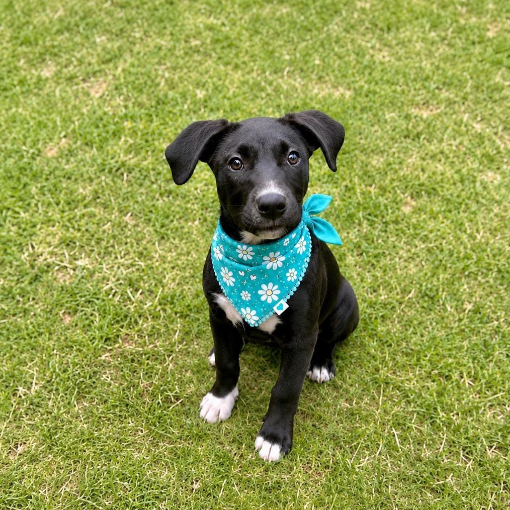 Betty, a Adoptable mixed breed in New London, CT image 1/6