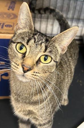 Avalon, Adoptable, Young Female Domestic Short Hair.