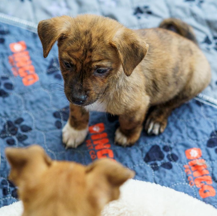 Popper, adopted, Puppy Male Chihuahua & Cairn Terrier.