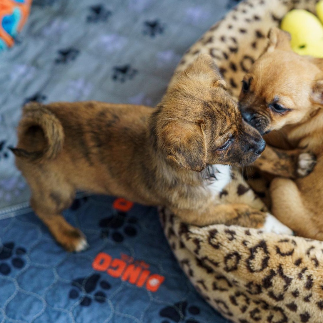 Enlarge Popper, an adopted mixed breed in LAMPASAS, TX image 5/6