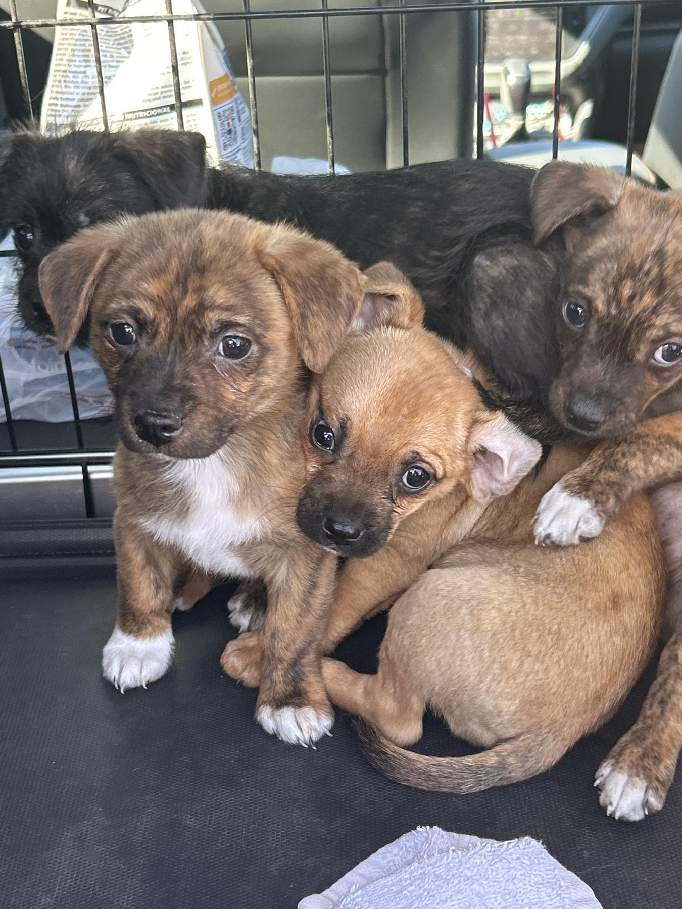 Enlarge Popper, an adopted mixed breed in LAMPASAS, TX image 3/6