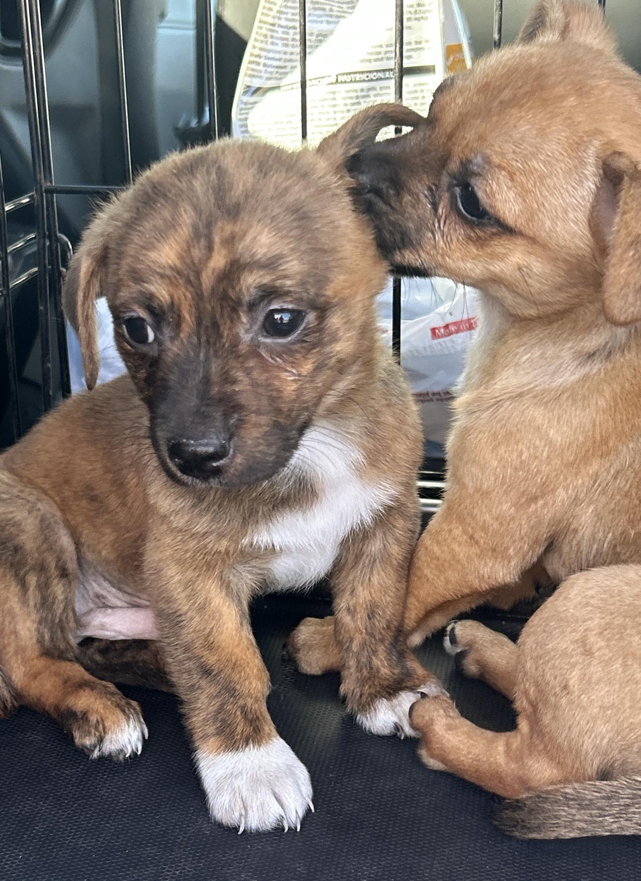 Enlarge Popper, an adopted mixed breed in LAMPASAS, TX image 4/6