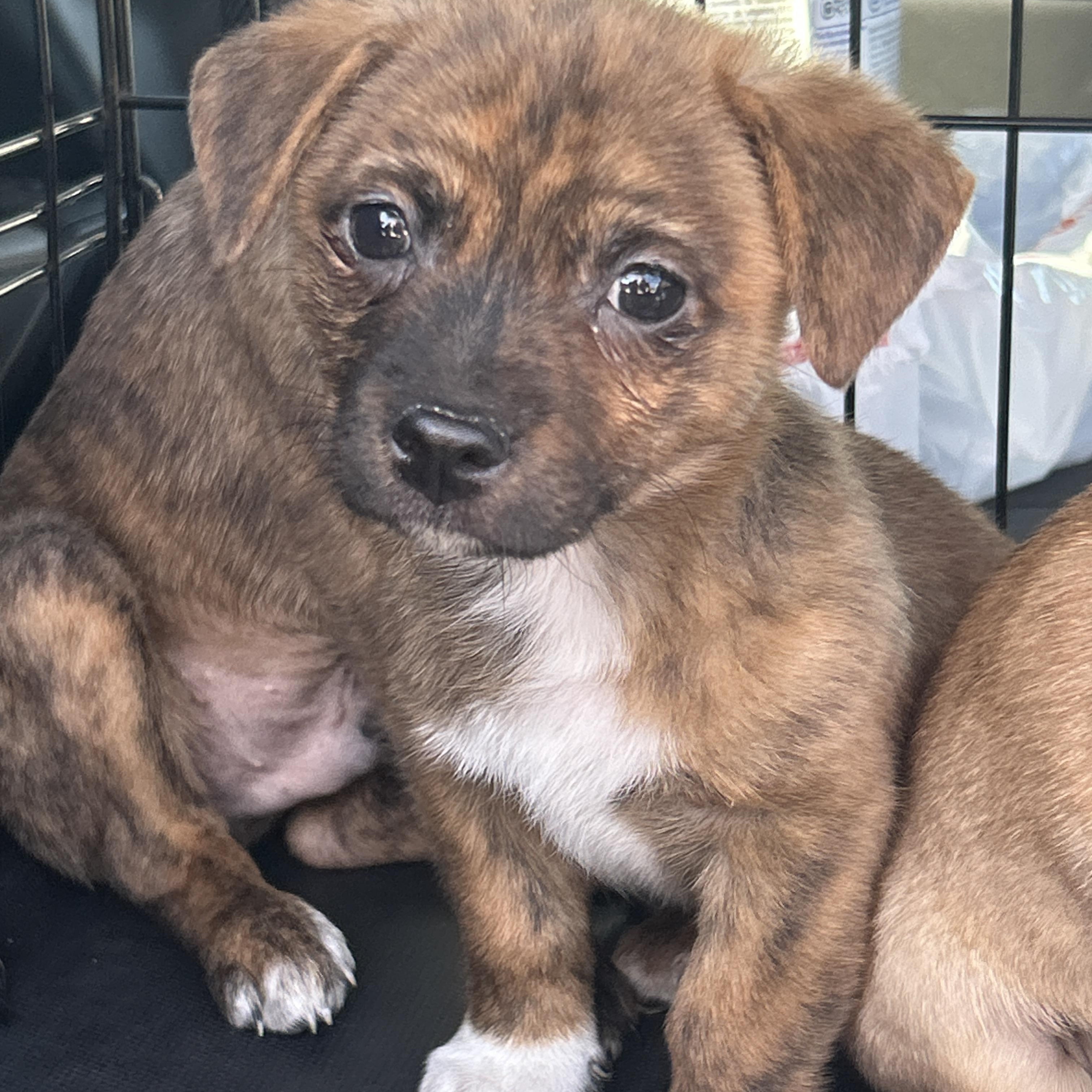 Enlarge Popper, an adopted mixed breed in LAMPASAS, TX image 2/6