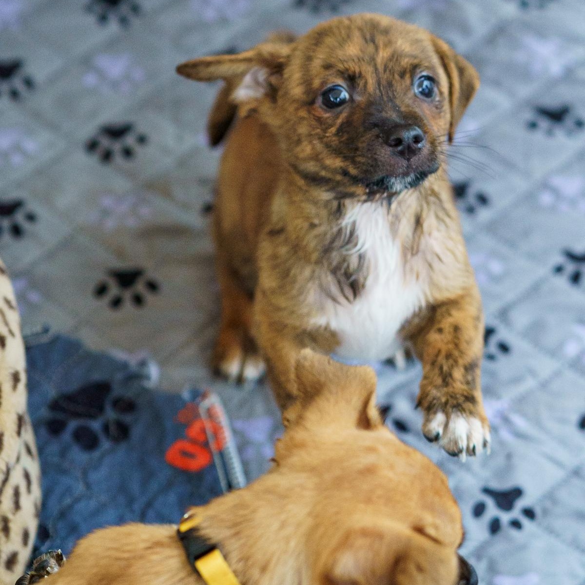 Enlarge Popper, an adopted mixed breed in LAMPASAS, TX image 6/6