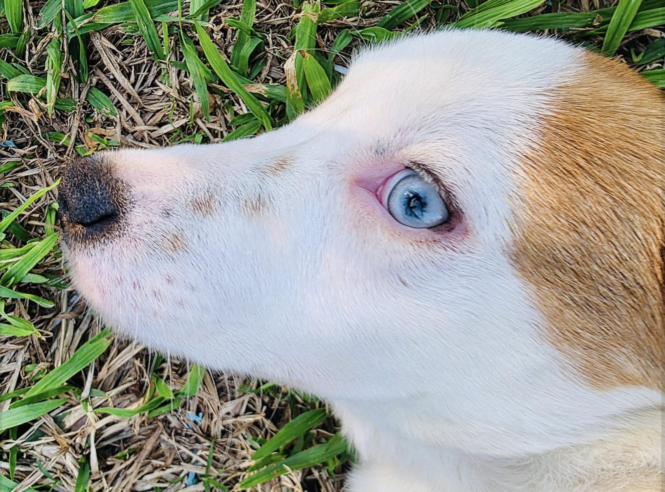 Enlarge Molly , an adopted mixed breed in Brattleboro, VT image 6/6