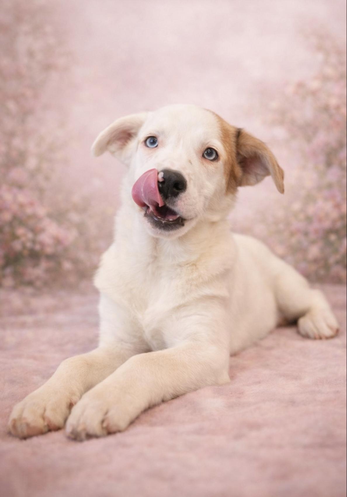 Enlarge Molly , an adopted mixed breed in Brattleboro, VT image 3/6