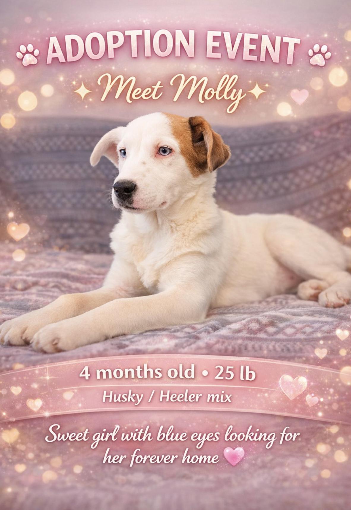 Molly , adopted, Puppy Female Husky & Australian Cattle Dog / Blue Heeler.