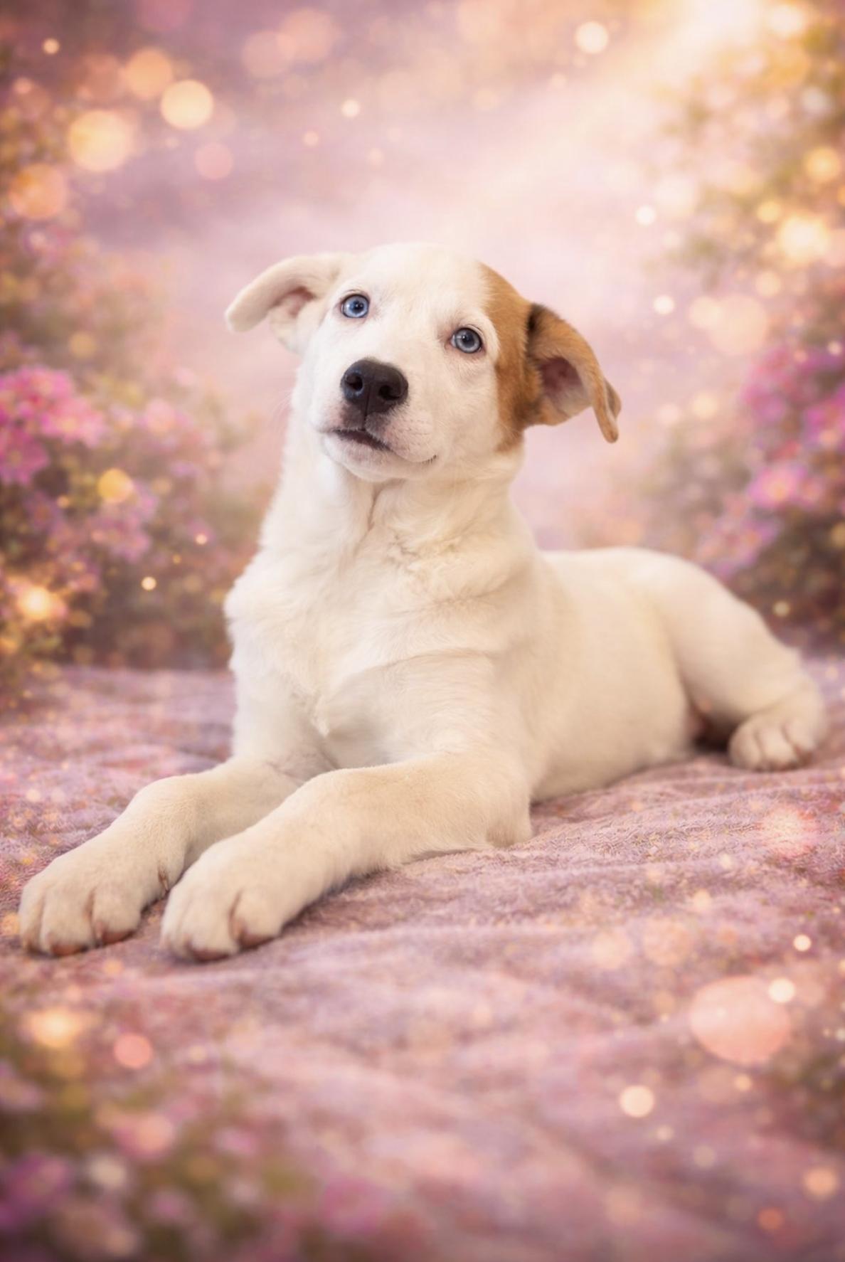 Enlarge Molly , an adopted mixed breed in Brattleboro, VT image 5/6