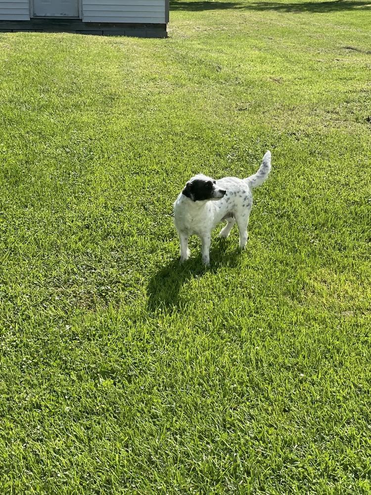 Nori, Adopted, Young Female Terrier.