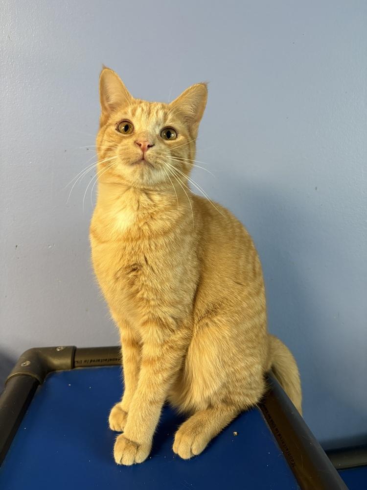 Clementine, Adoptable, Kitten Male Domestic Short Hair.