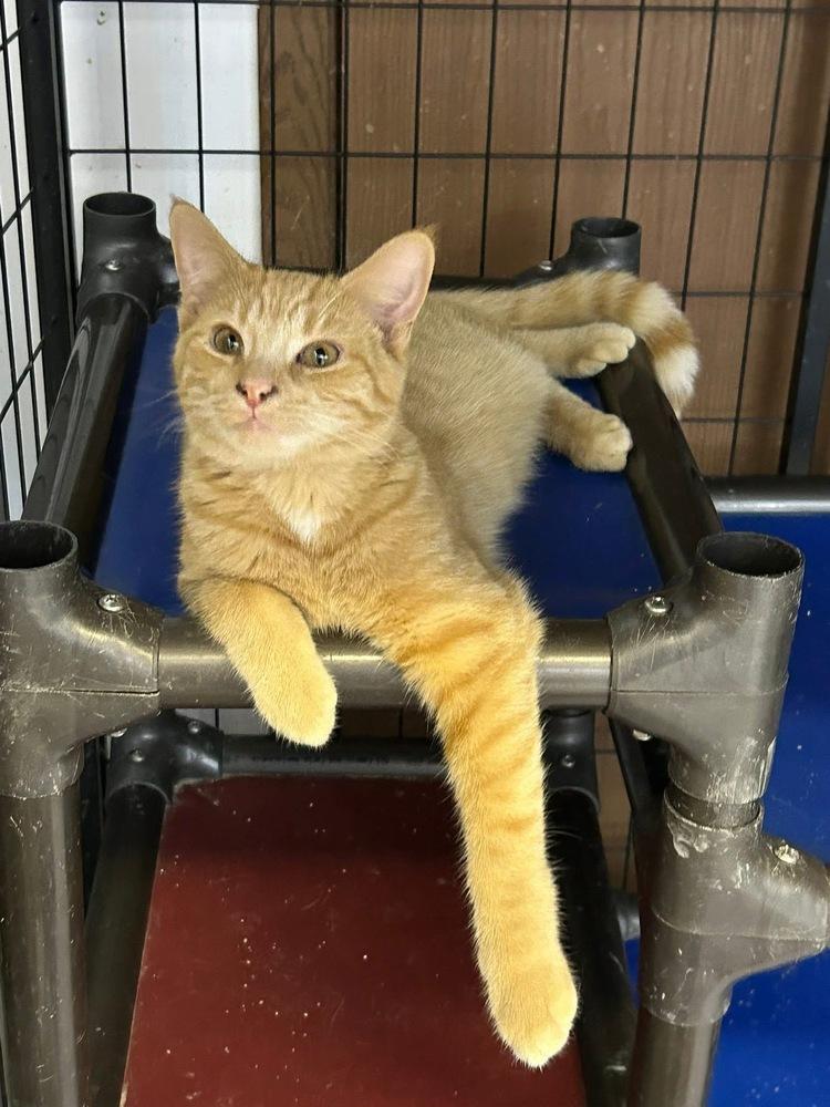 Enlarge Clementine, a Adoptable mixed breed in Mishawaka, IN image 2/5