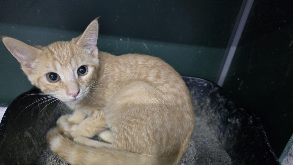 Enlarge Clementine, a Adoptable mixed breed in Mishawaka, IN image 3/5