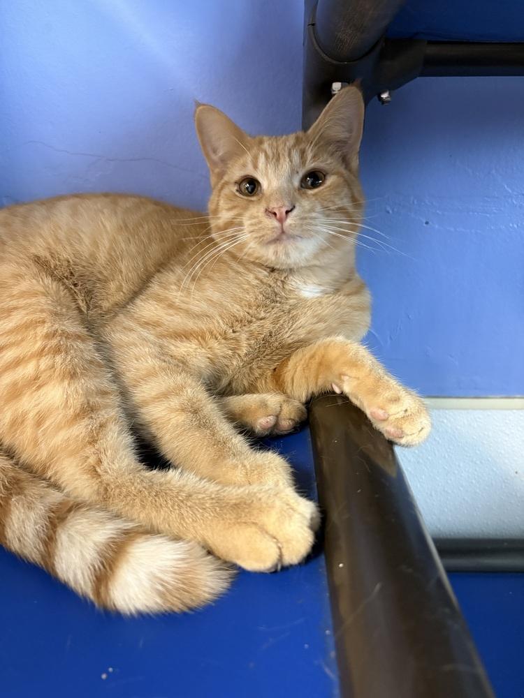 Enlarge Clementine, a Adoptable mixed breed in Mishawaka, IN image 4/5