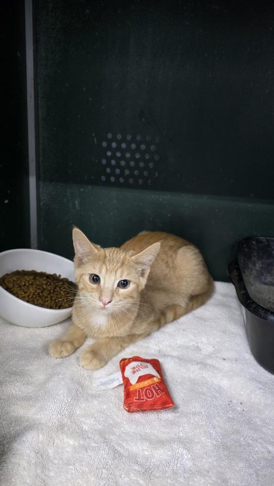 Enlarge Clementine, a Adoptable mixed breed in Mishawaka, IN image 5/5