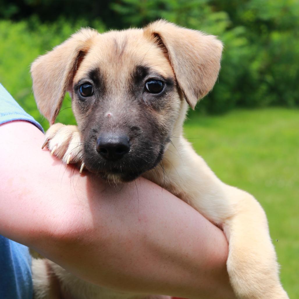 CT Pauly, Adoptable, Puppy Male Mixed Breed.
