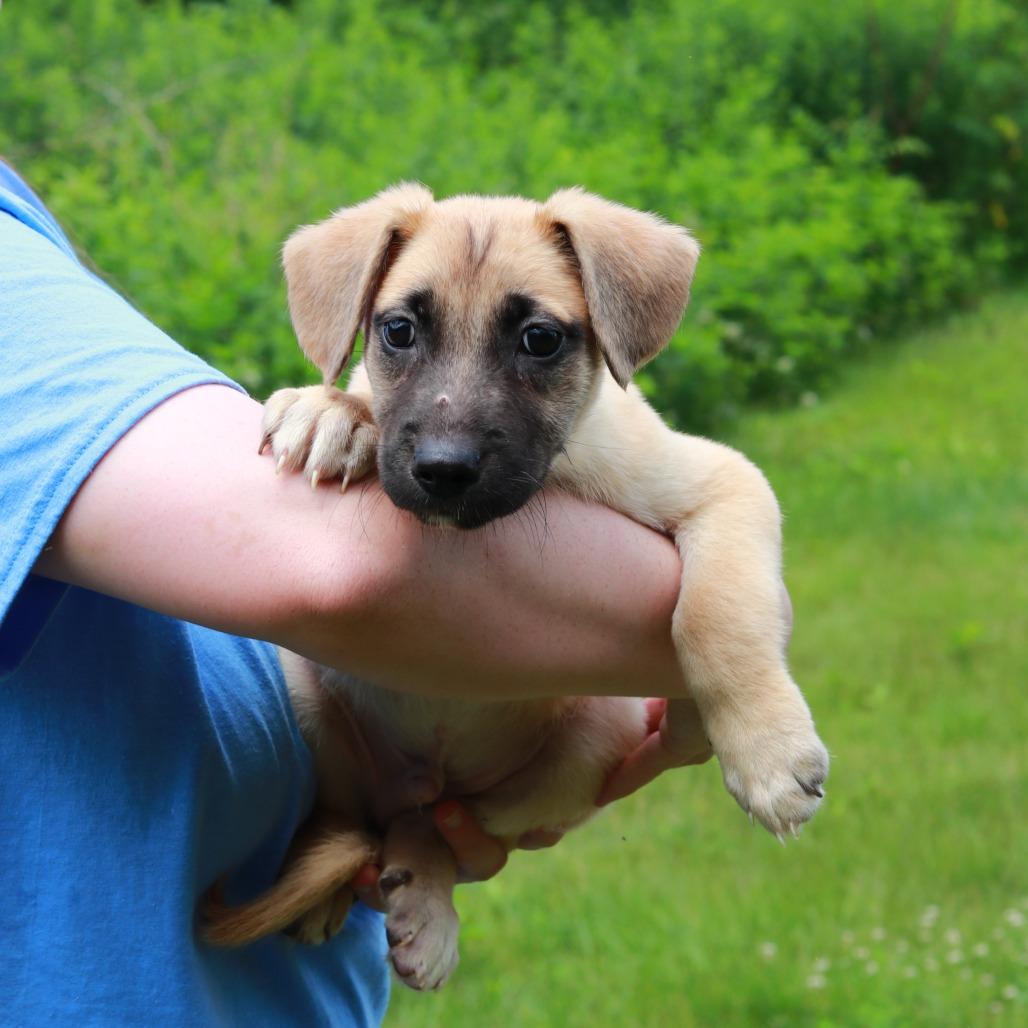 Enlarge CT Pauly, a Adoptable Mixed Breed in Eastford, CT image 2/2