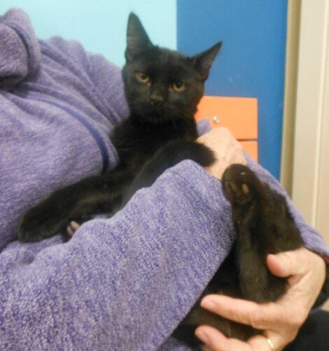 Enlarge Jacob, a Adopted Domestic Short Hair in Reston, VA image 1/2