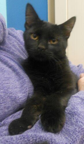 Enlarge Jacob, a Adopted Domestic Short Hair in Reston, VA image 2/2