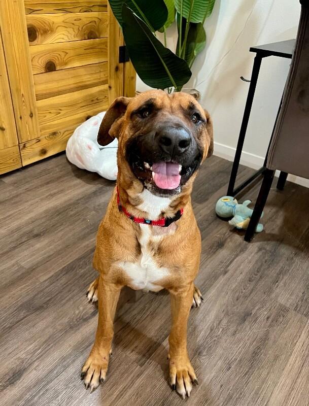 Bowen Grinner the Grinning Machine