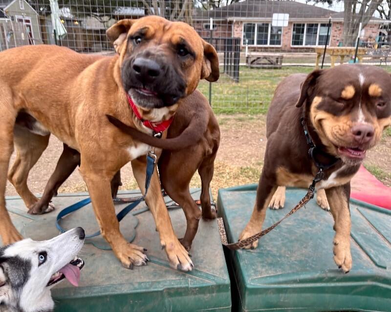 Bowen Grinner the Grinning Machine — thumbnail 4