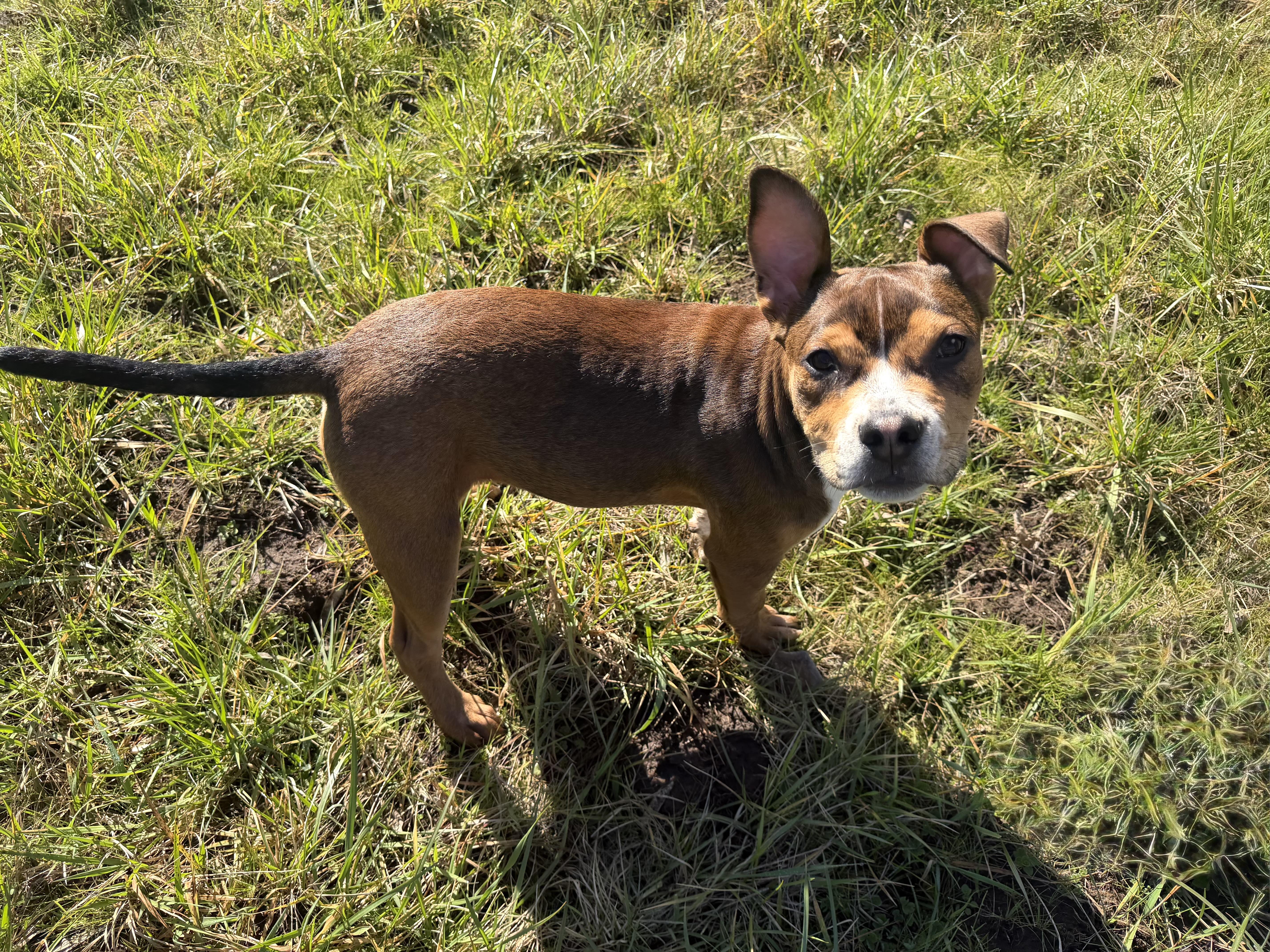 BISCUIT, adoptable, Puppy Female Shepherd & Terrier.