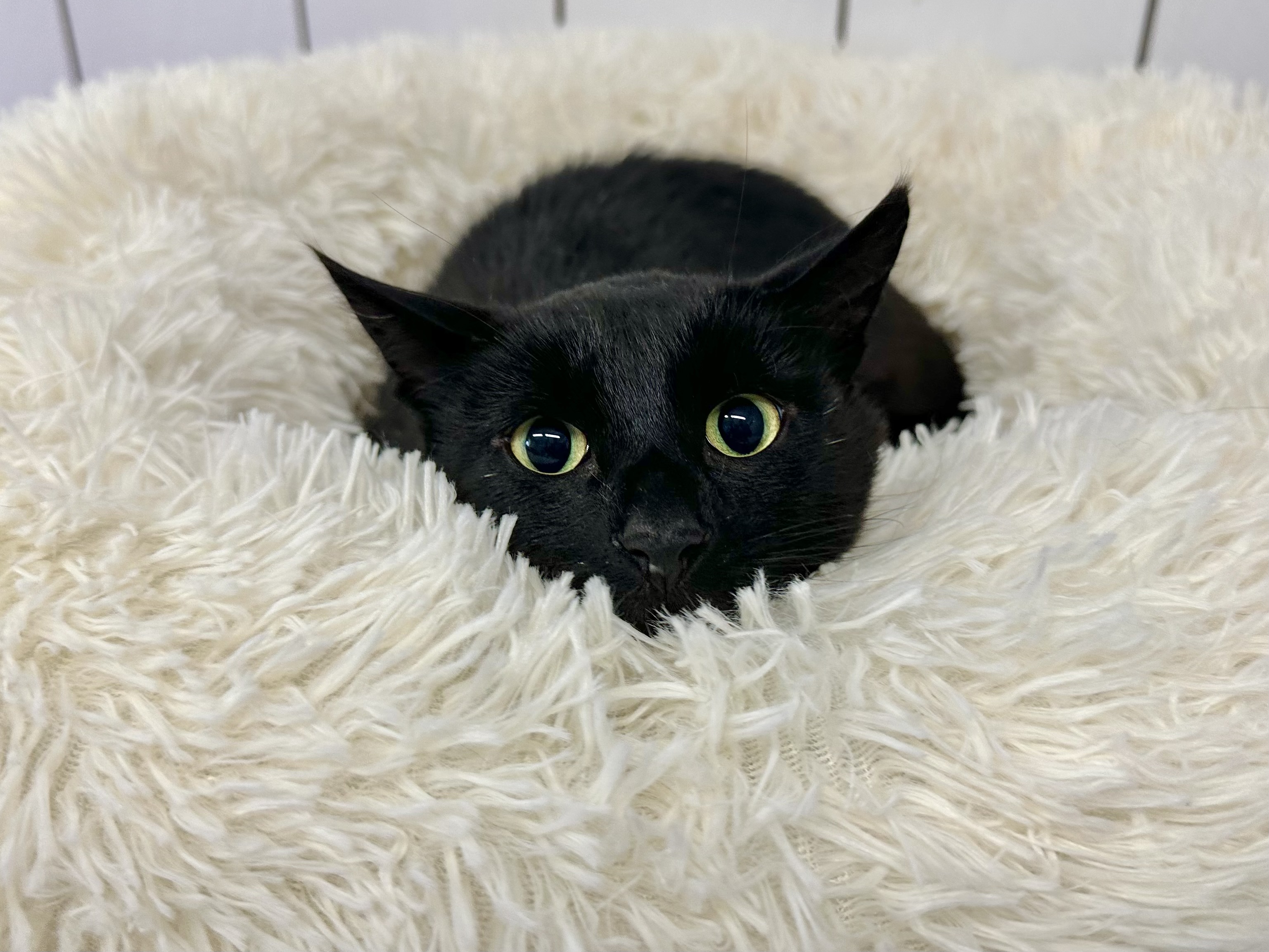 Cat for adoption Wesley, a Domestic Short Hair in Ilderton, ON