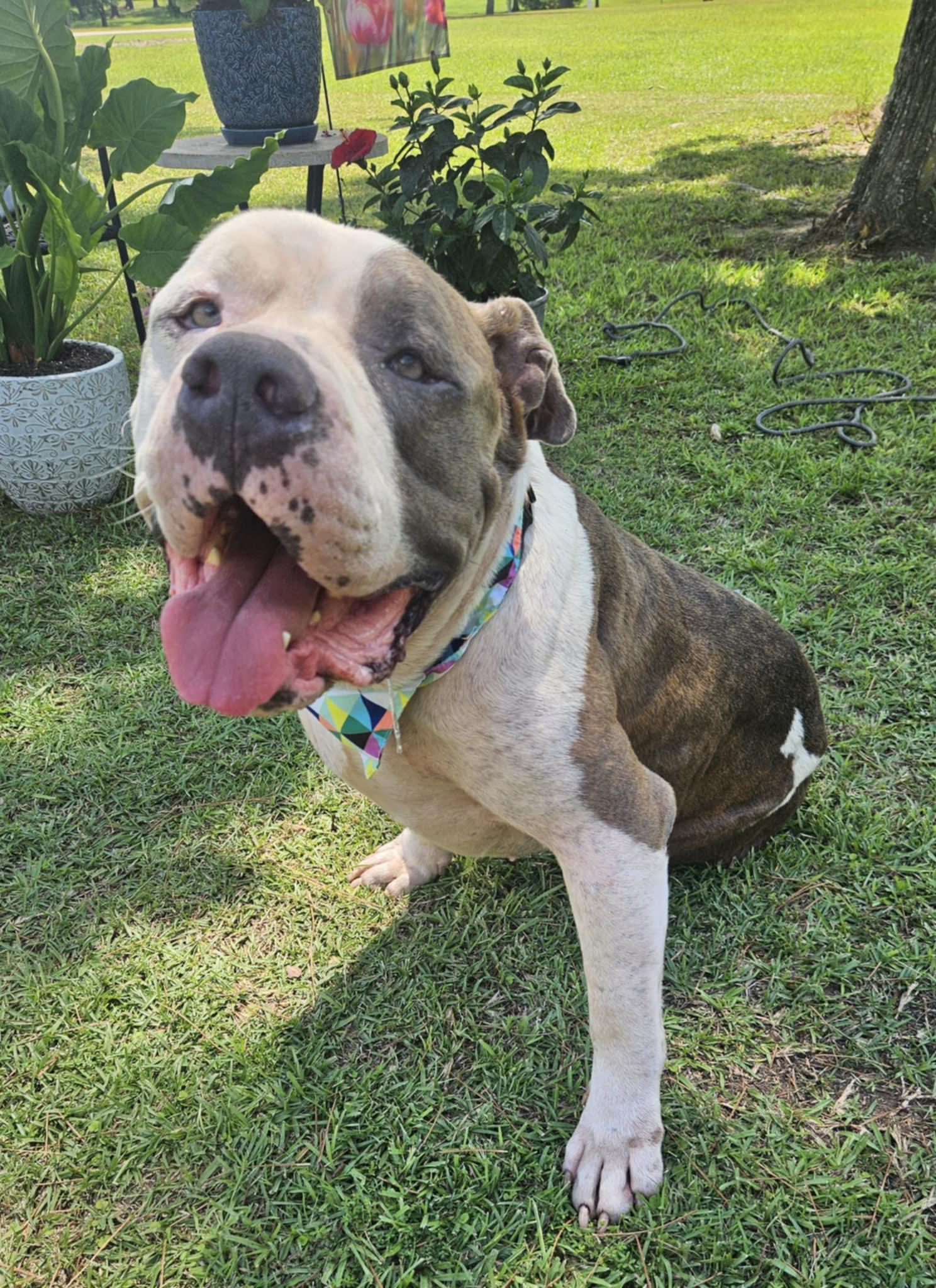 Louie, Senior Male American Bully