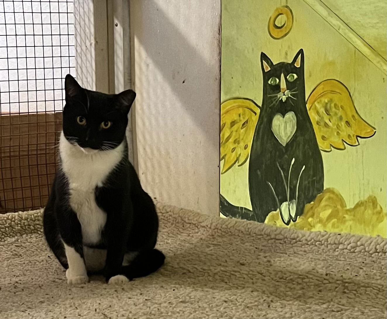 Enlarge Ernie, a Adoptable mixed breed in Trexlertown, PA image 1/3