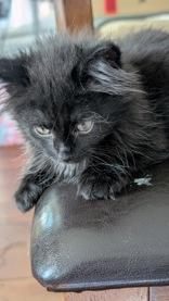 Magik, an adopted Domestic Long Hair in Belleville, MI image 2/2