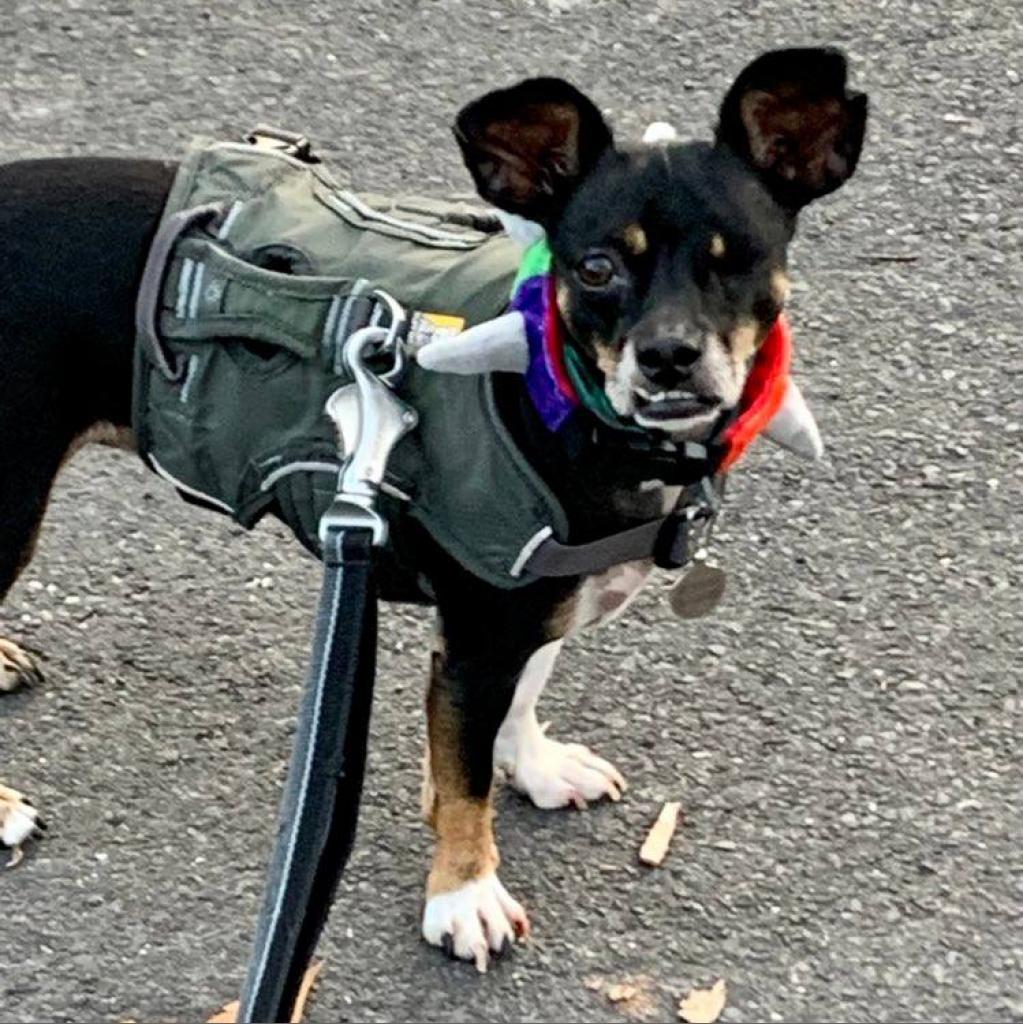 Leonardo, a Adoptable mixed breed in Bastrop, TX image 1/6