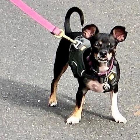 Enlarge Leonardo, a Adoptable mixed breed in Bastrop, TX image 3/6