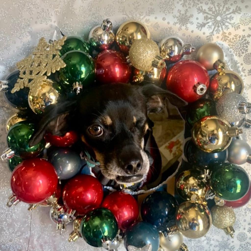 Enlarge Leonardo, a Adoptable mixed breed in Bastrop, TX image 4/6