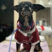 Enlarge Leonardo, a Adoptable mixed breed in Bastrop, TX image 5/6