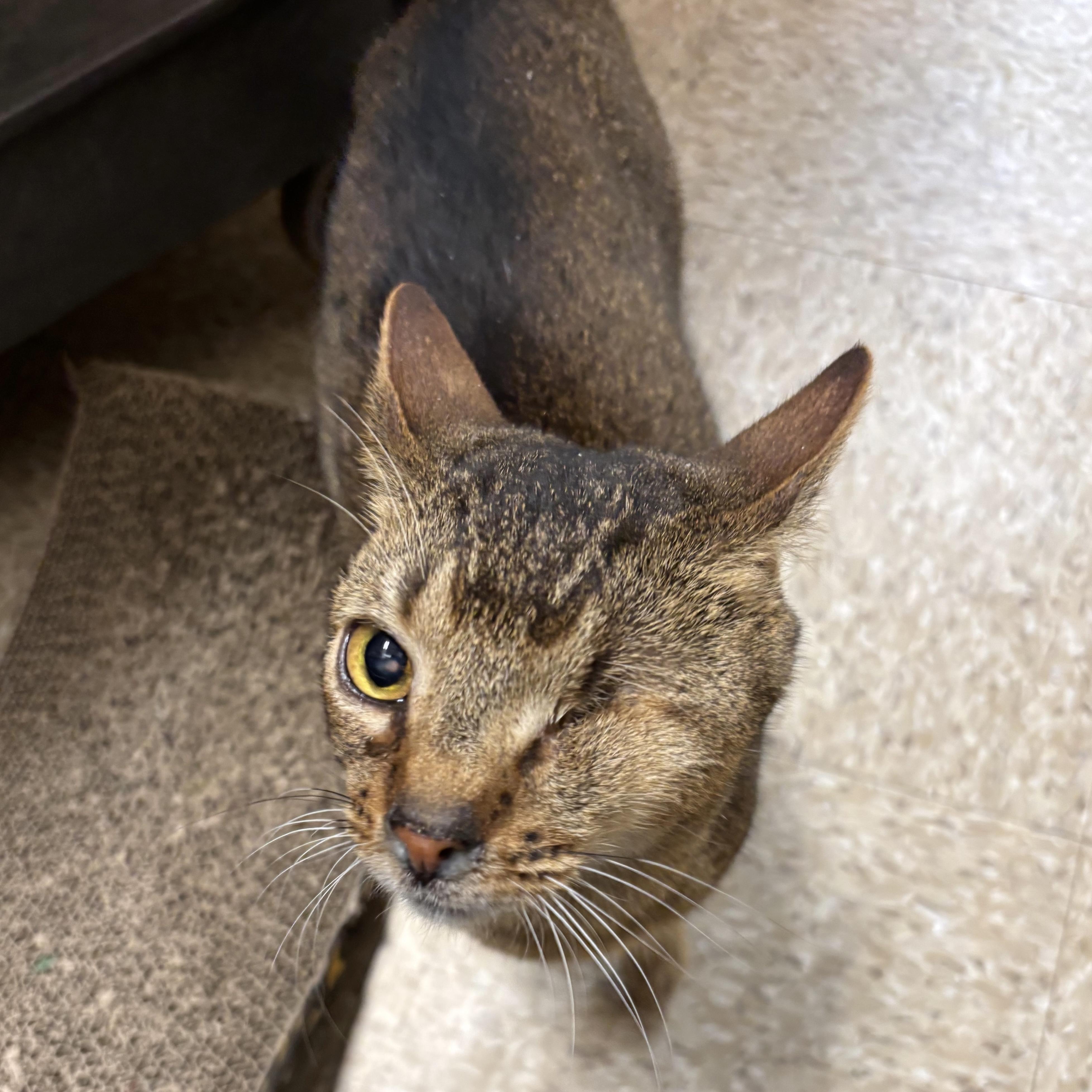 Enlarge Pumba, an adopted Abyssinian in Norwalk, CT image 4/4