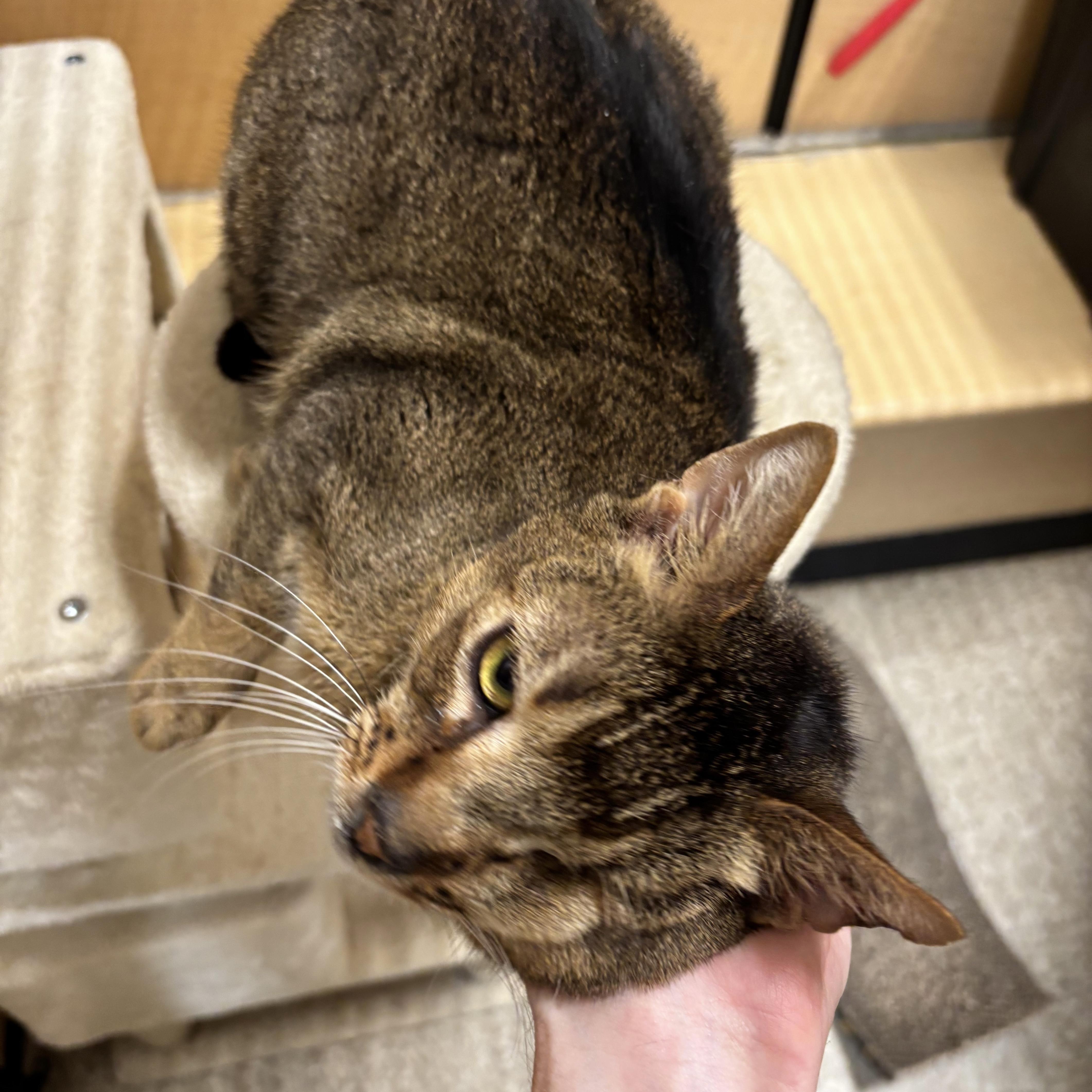 Enlarge Pumba, an adopted Abyssinian in Norwalk, CT image 2/4