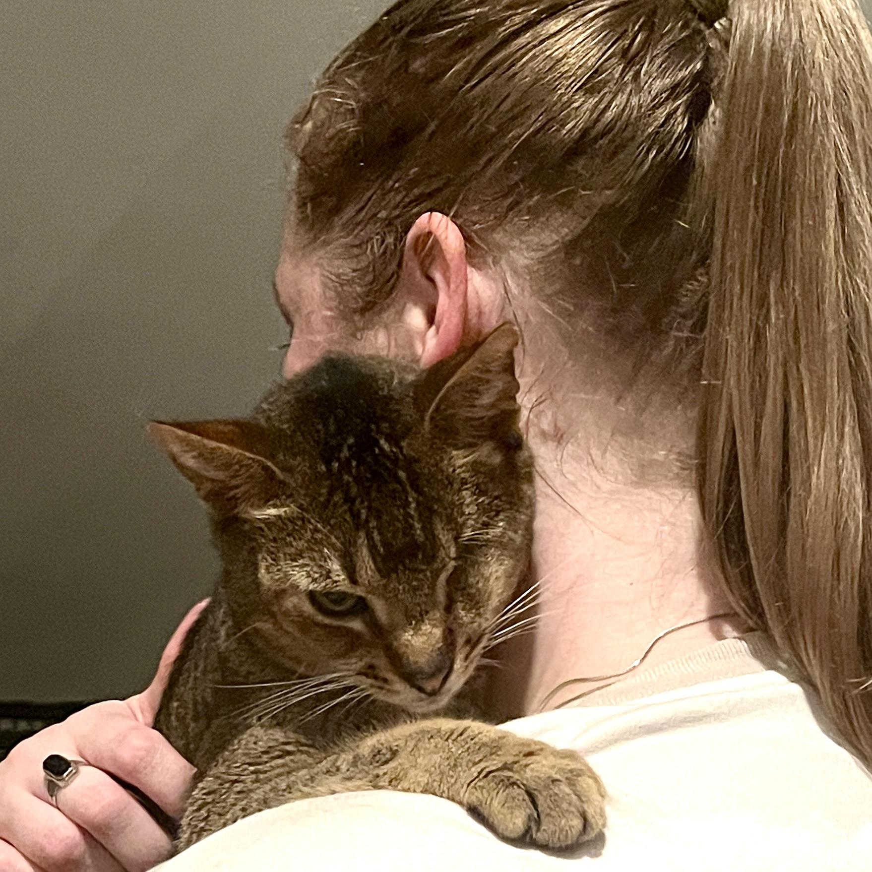 Enlarge Pumba, an adopted Abyssinian in Norwalk, CT image 1/4