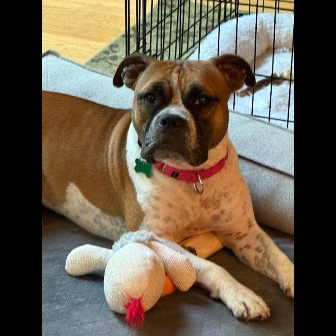 Yuno, a Adoptable mixed breed in Midlothian, VA image 1/6