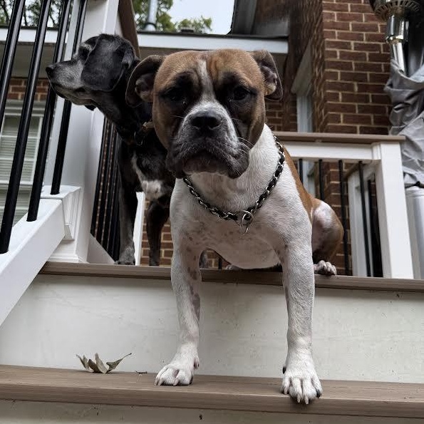 Yuno, a Adoptable mixed breed in Midlothian, VA image 4/6