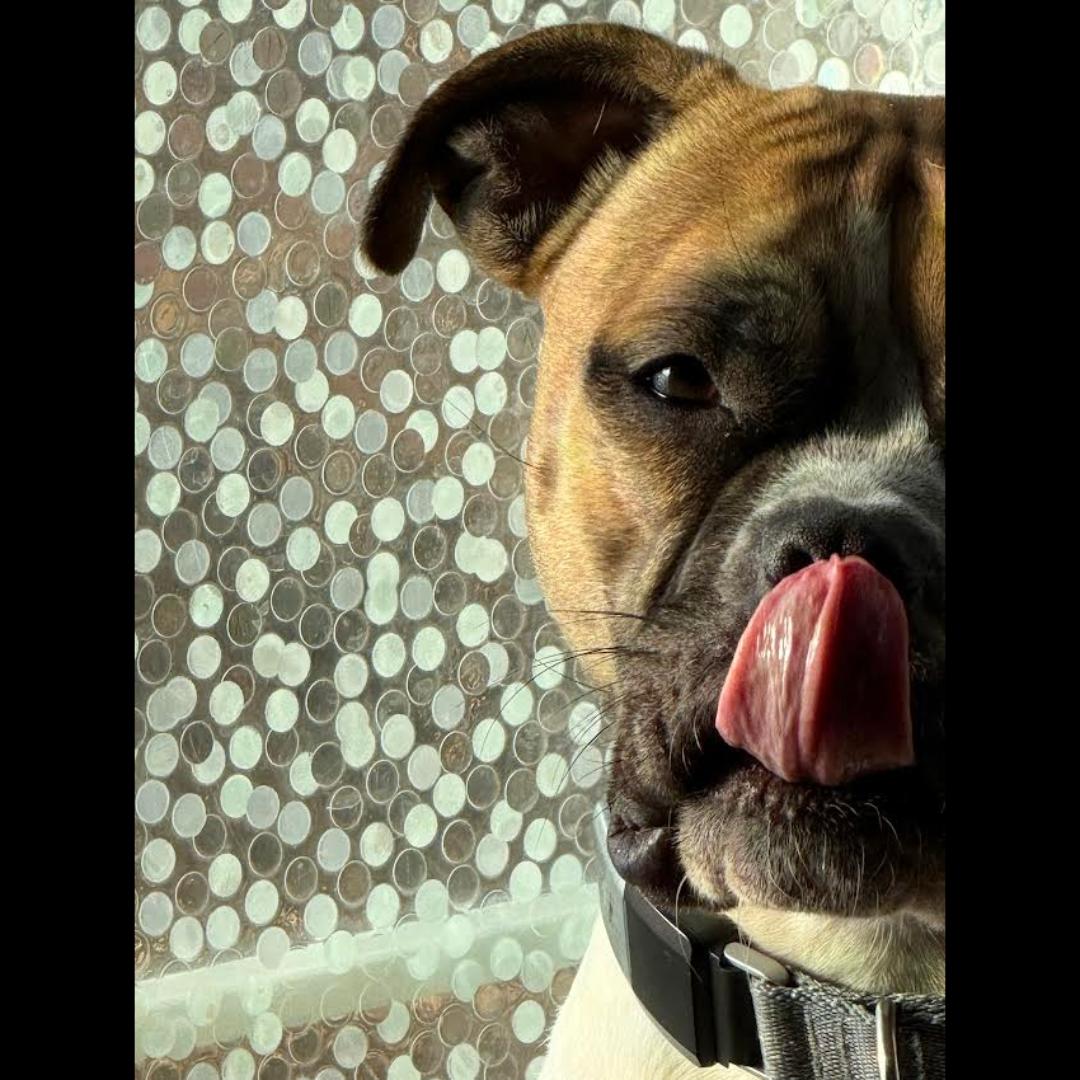 Yuno, a Adoptable mixed breed in Midlothian, VA image 1/6