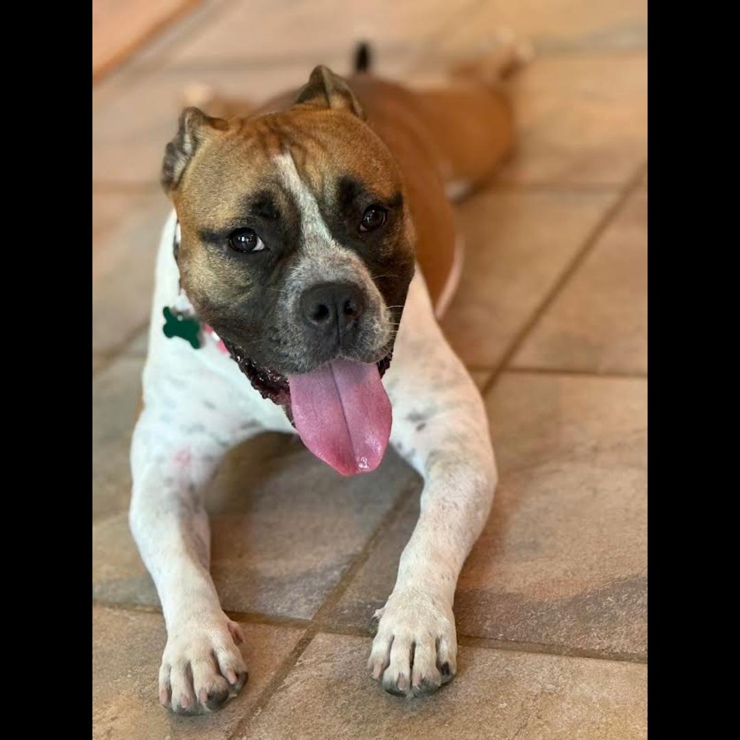 Yuno, a Adoptable mixed breed in Midlothian, VA image 6/6