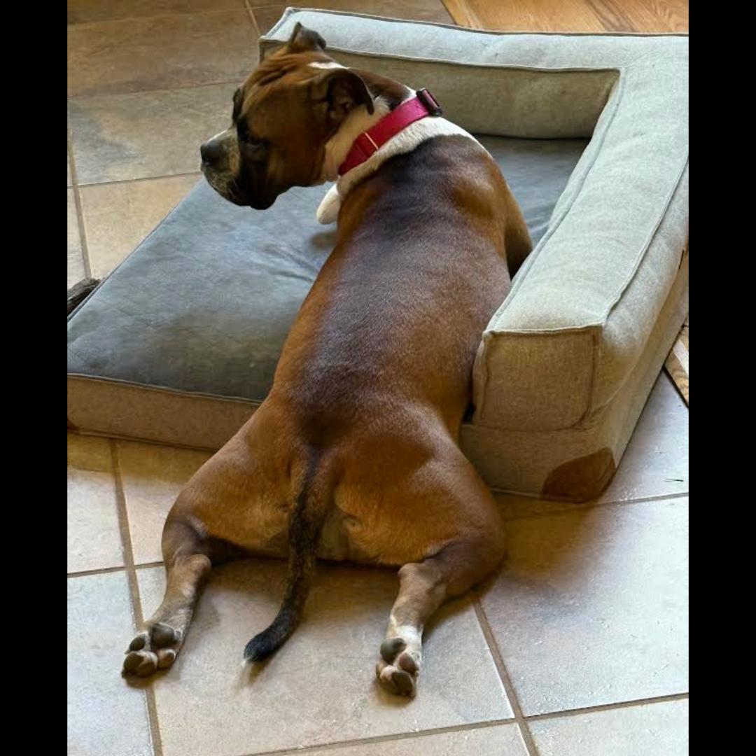 Yuno, a Adoptable mixed breed in Midlothian, VA image 5/6