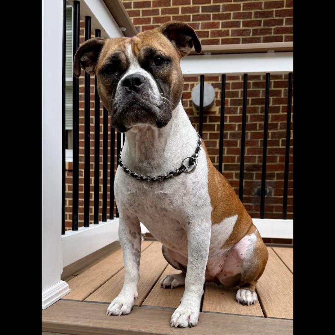 Yuno, a Adoptable mixed breed in Midlothian, VA image 2/6