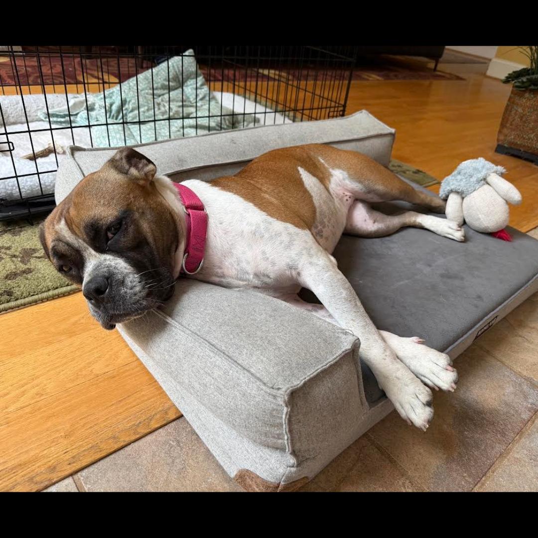 Yuno, a Adoptable mixed breed in Midlothian, VA image 3/6