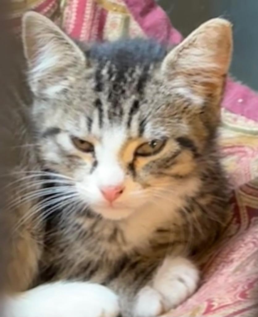 TWINKIE, Adoptable, Young Female Domestic Medium Hair.