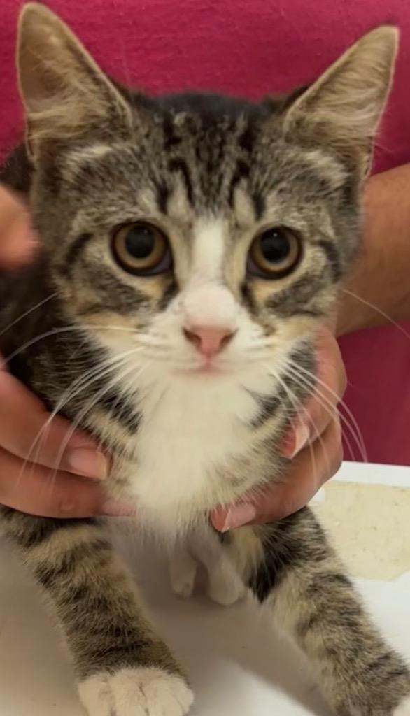 TWINKIE, Adoptable, Kitten Female Domestic Medium Hair.