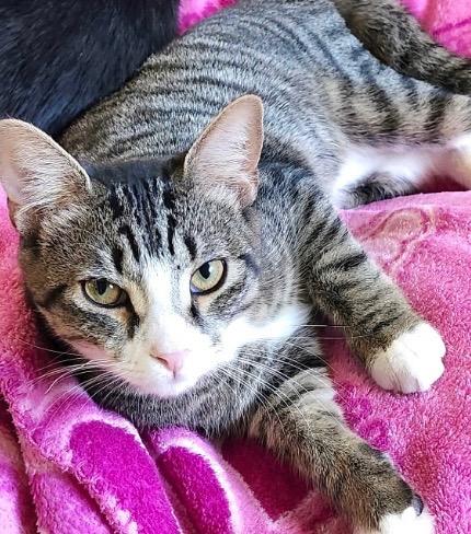 Enlarge TWINKIE, a Adoptable mixed breed in Elizabethton, TN image 4/5