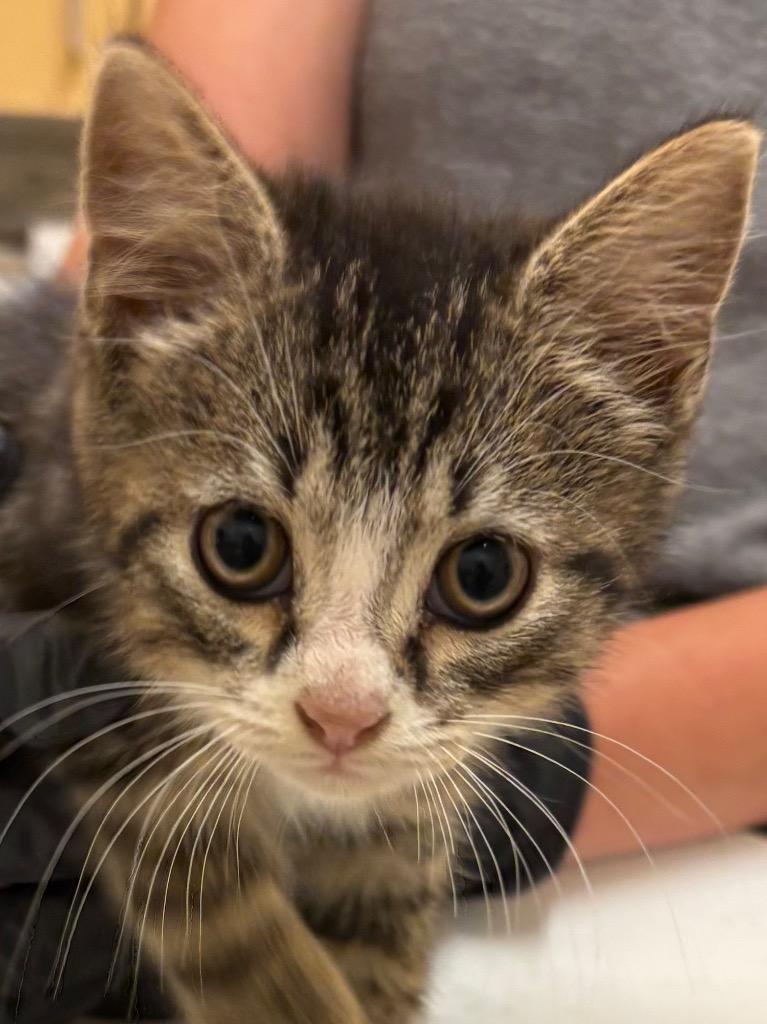 TWINKIE, a Adoptable mixed breed in Elizabethton, TN image 4/4