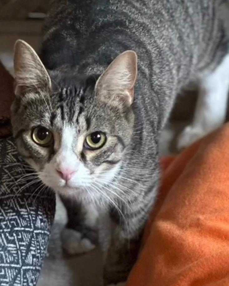 Enlarge TWINKIE, a Adoptable mixed breed in Elizabethton, TN image 5/5